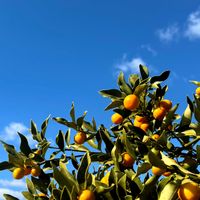 キンカン,ナツメ,グレープフルーツ,青い空,トゲトゲのある暮らしの画像