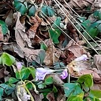 ムラサキカタバミ,植物園,筑波実験植物園,平和を願う,美しく青きドヨウの画像