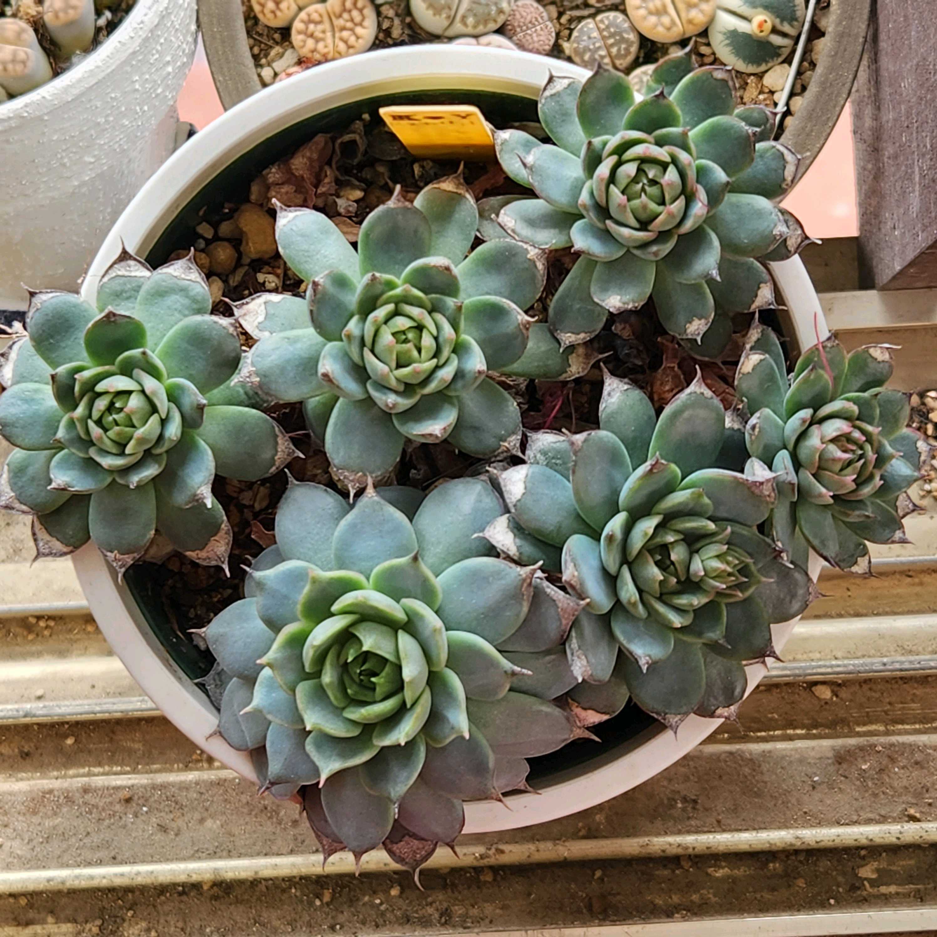 トバレンシス×ビンセントカトーの一覧｜🍀GreenSnap（グリーンスナップ）