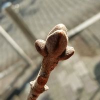 アオダモ,冬芽と葉痕,冬芽葉痕クイズだよ！,公園,静岡市の画像