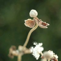 シュウメイギク,シュウメイギク,庭の花,白い花,季節の花の画像