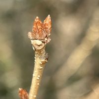 コナラ,樹木,冬芽・葉痕,冬のお楽しみ♪,丘陵地の画像