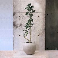 ポリシャス,観葉植物,green,植物のある暮らし,designの画像