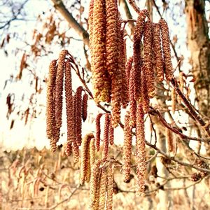 ハンノキ,ハンノキの花の画像