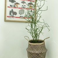 ミルクブッシュ,観葉植物,植物のある暮らしの画像