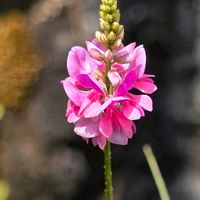 コマツナギ,駒繋,季節の花,咲くやこの花館,季節の風物詩の画像