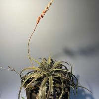 多肉植物,ブロメリア,パイナップル科,アナナス,珍奇植物の画像