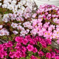 オキザリス,Oxalis glabra double pink,Oxalis glabra Ice Firefly,Oxalis glabra Winter Dream,Oxalis Glabra  Feather Clockの画像