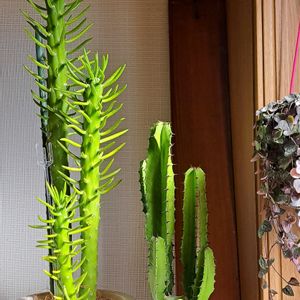 サボテン,マツ,ビオラ,将軍,将軍の画像