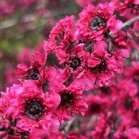 ギョリュウバイ,今日のお花,白金台どんぐり公園の画像