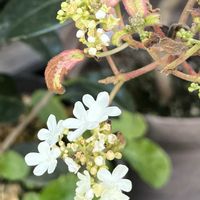 オオデマリ,オオデマリ ’ ジェミニ ’,花のある暮らし,おうち園芸,小さな庭の画像