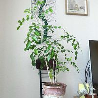 シルクジャスミン,ゲッキツ,観葉植物の画像