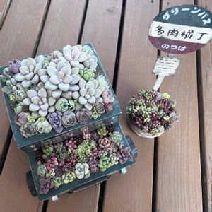 だるま秀麗,斑入りタイトゴメ,多肉植物いろいろ,多肉植物の寄せ植え,多肉植物の寄せ植えの画像