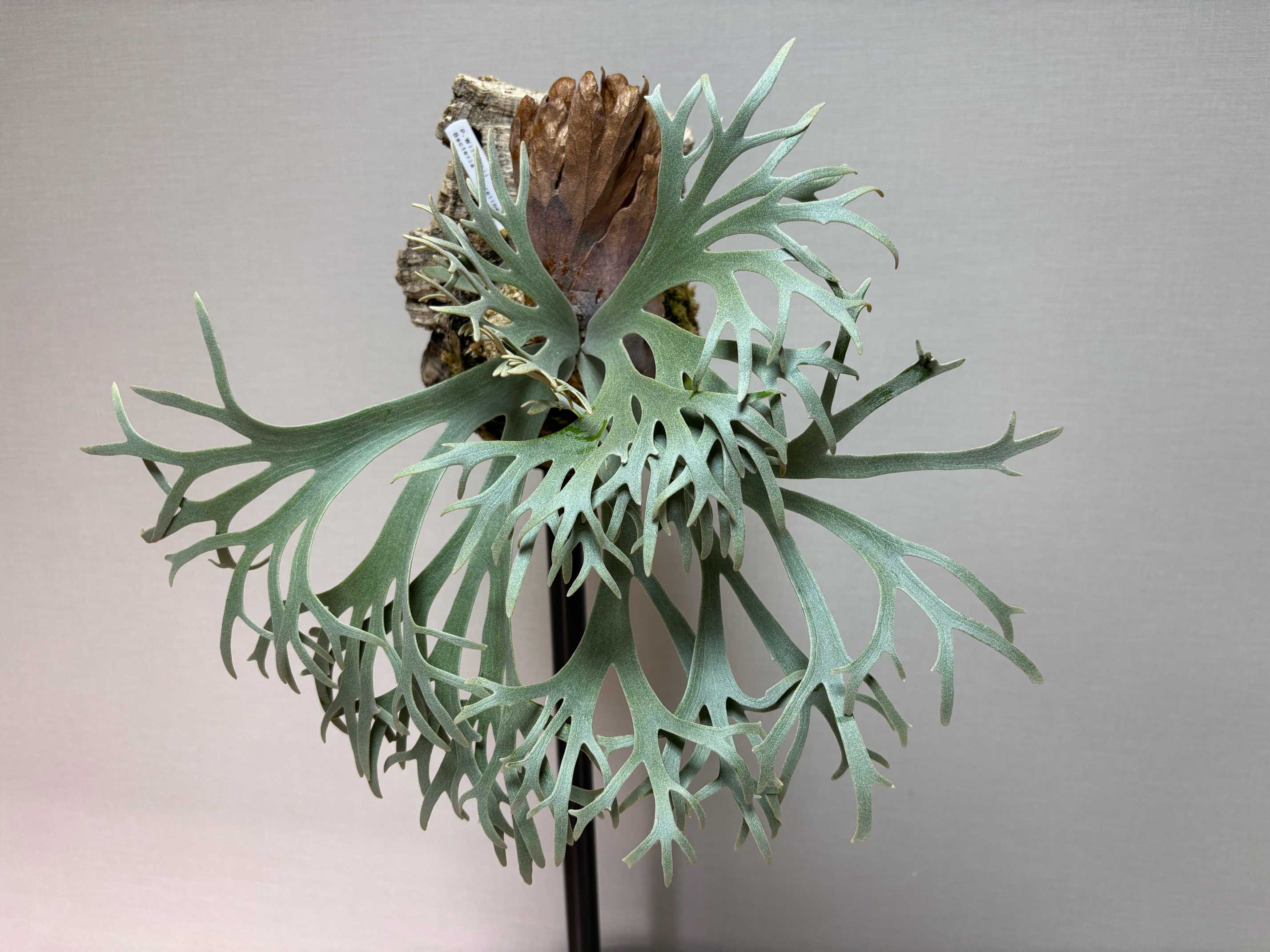 Bacteria sporeling育成記録｜🍀GreenSnap（グリーンスナップ）