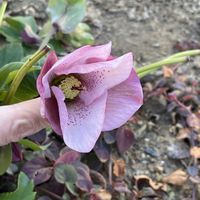 パセリ,クレマチス ジングルベル,トリフォリウム バニーズ,オダマキソウ,氷の薔薇「散らず桜」の画像