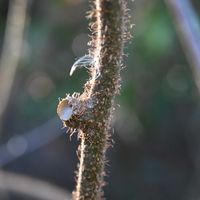 キウイ,山野草,花散歩,教えて下さい！,冬の楽しみの画像