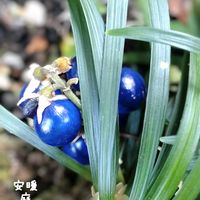 タマリュウ,タマリュウ,花のある暮らし,お花を楽しむ,今日のお花の画像