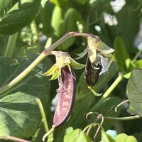 ムラサキエンドウ,花のある暮らし,プランター栽培,癒しの空間,野菜遺産の画像