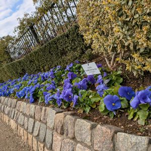 パンジー,公園,植栽,ふなばしアンデルセン公園,デルタPROの画像