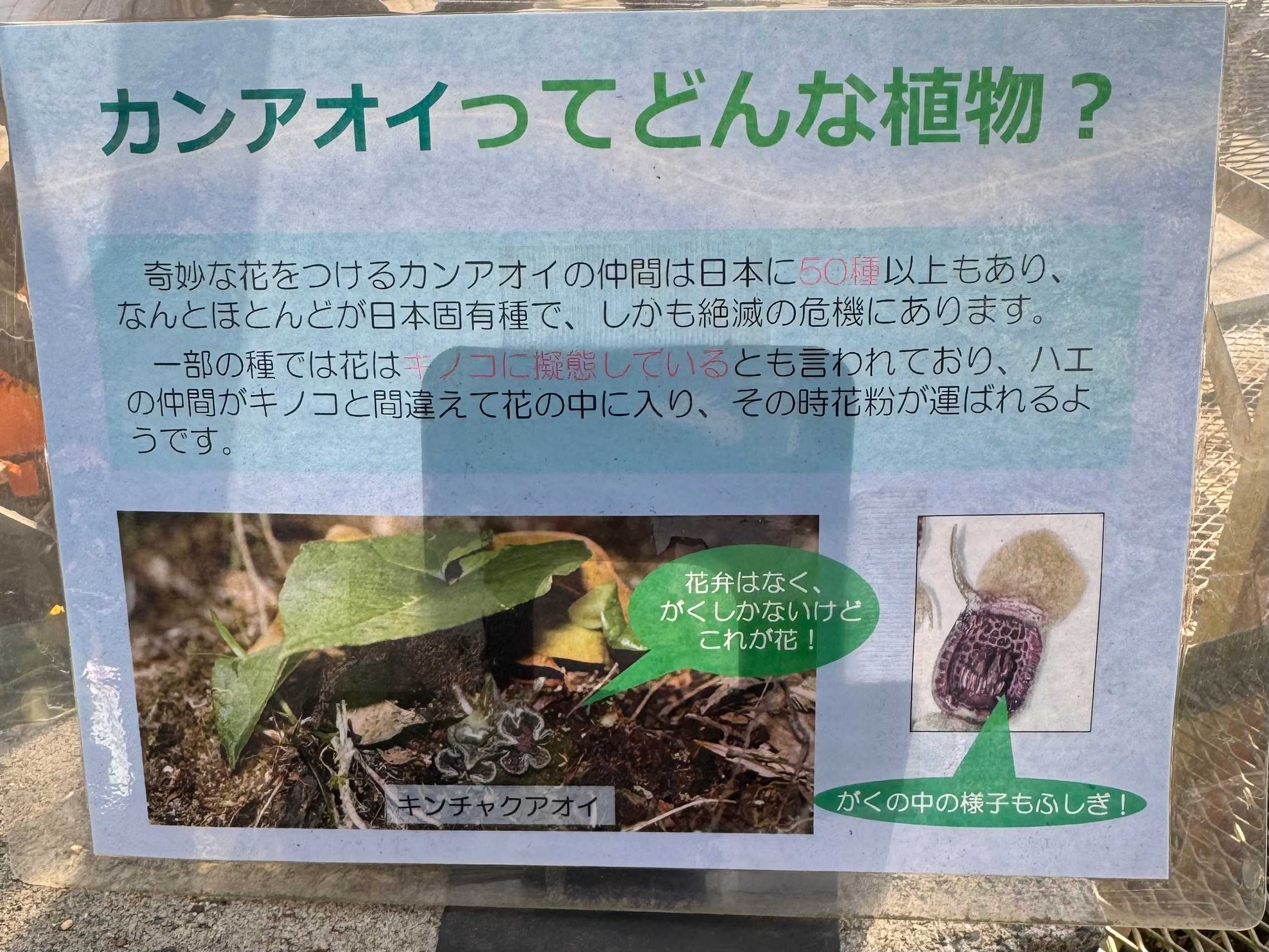 石垣 カンアオイ 準絶滅危惧種 その他観葉植物
