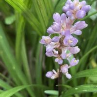 ヤブラン,斑入りヤブラン,鉢植え,地植え,玄関アプローチの画像