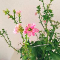 カランコエの画像