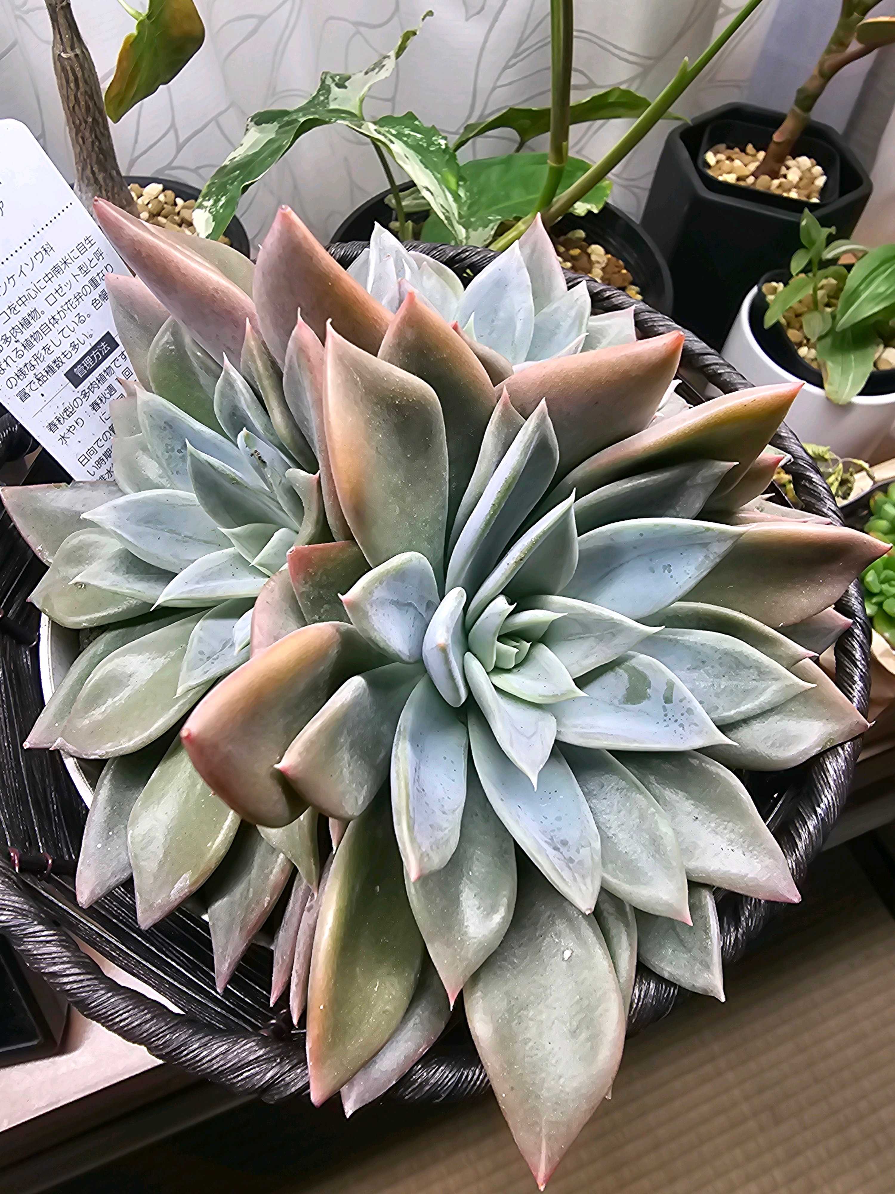 エケベリア　まとめ売り エケベリア シルバークイーン【ハンズマン】｜🍀GreenSnap（グリーン