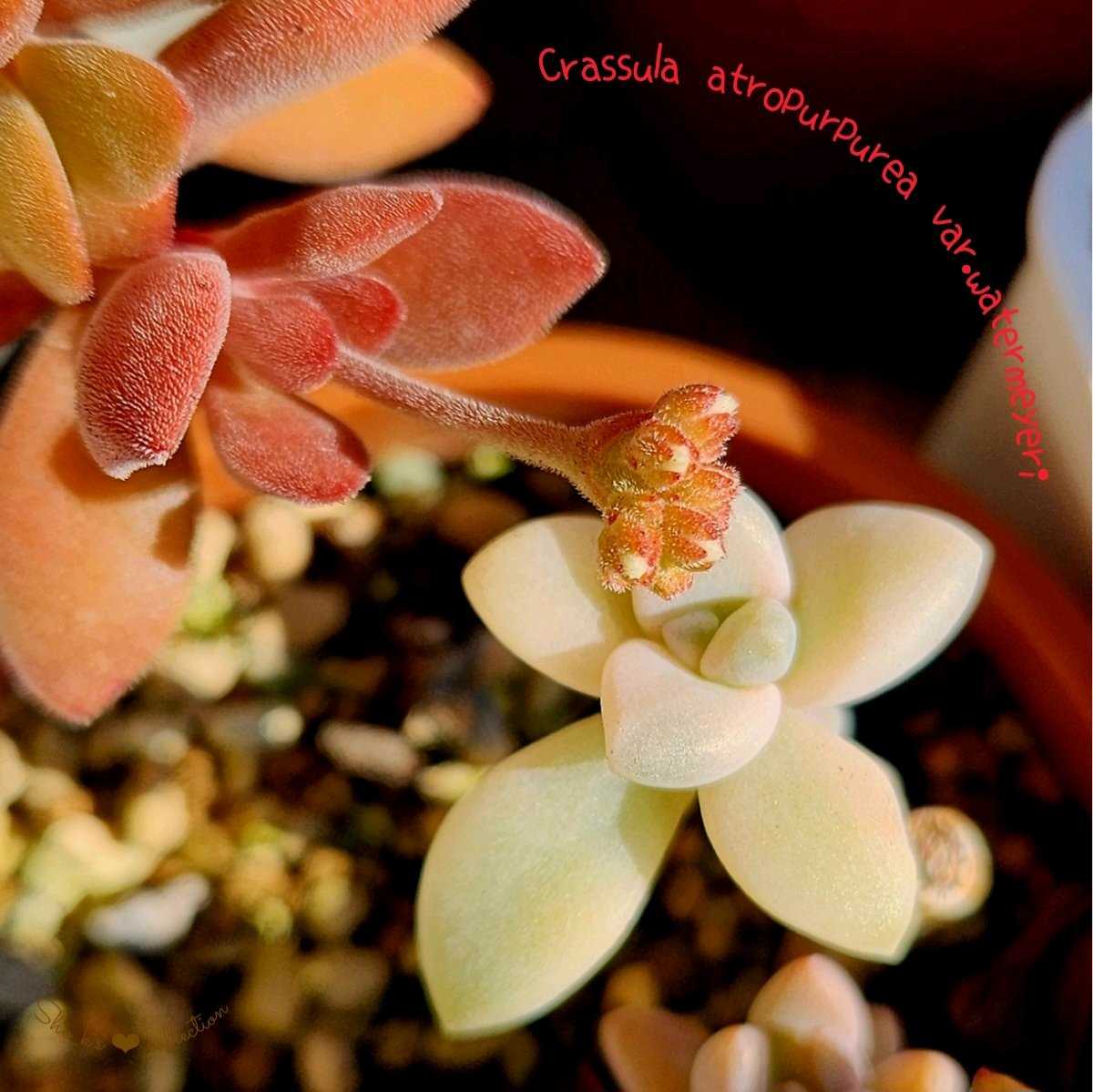 ハオルチア・ギガスの一覧｜🍀GreenSnap（グリーンスナップ）