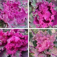 ゼラニウム,葉牡丹,ビオラ,万年青,斑入り万年青の画像