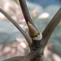 カクレミノ,冬芽と葉痕,冬芽葉痕クイズだよ！,冬芽葉痕クイズだよ！,常緑亜高木の画像