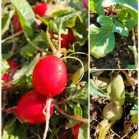 ラディッシュ,ふきのとう,真っ赤な火曜日,チーム千葉✿︎,秘密の花園♡の画像