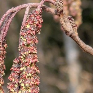 ハンノキ,ハンノキ,マクロ撮影,冬芽,カバノキ科の画像