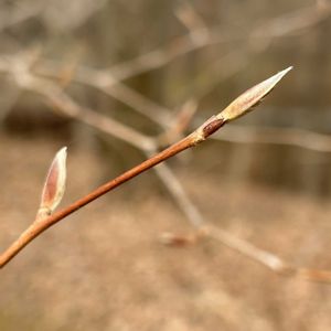 ナツツバキ,樹木,冬芽・葉痕,冬のお楽しみ♪,丘陵地の画像