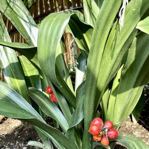 オモト,オモトの実,観葉植物,古典園芸植物,庭園の画像