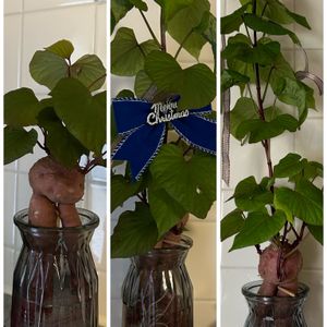 高菜,サツマイモ,水栽培,高菜好きの画像