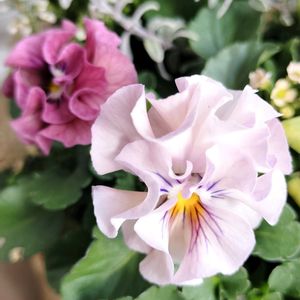 ビオラ,メゾンドビオラ　公爵令嬢,ビオラ　公爵令嬢,ベランダガーデン,花のある暮らしの画像