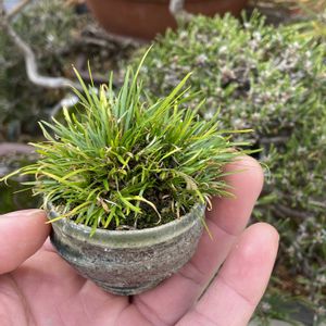 ビロードセキショウ,鉢植え,山野草,古典園芸植物,珍奇植物の画像