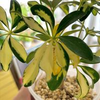 シェフレラ,シェフレラ・トリネッティ,観葉植物,初心者の画像