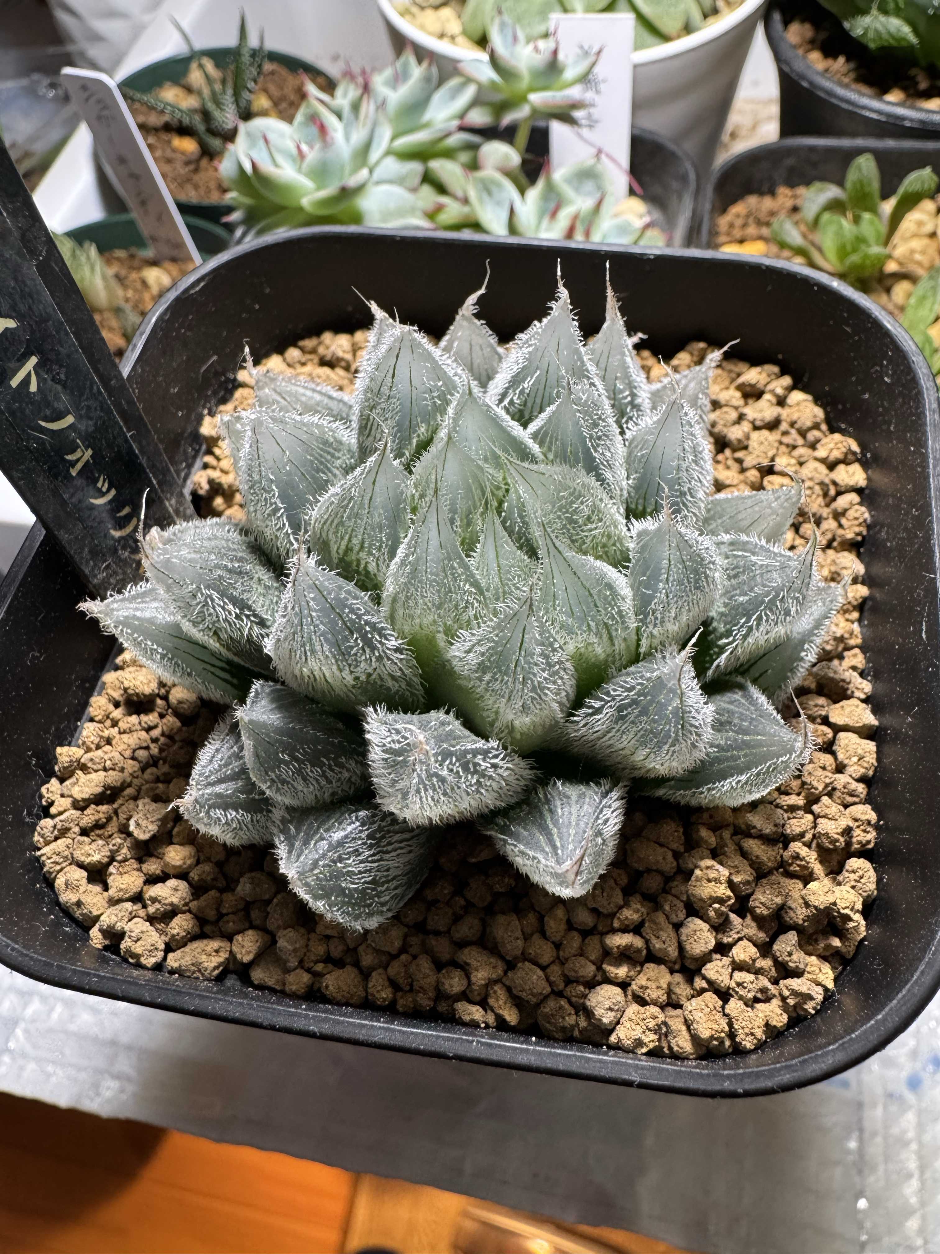 ハオルチア ホワイトフォックス錦 カット苗 ハオルチア ホワイトフォックス Haworthia 'White Fox