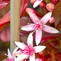カネノナルキ,ハボタン,葉牡丹,金のなる木,今を生きるの画像