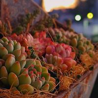 チワワエンシス,メビナ錦,レッドエッグ,サラン,M's Succulent Memoriesの画像