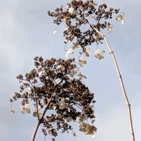 ノリウツギ,マクロ撮影,アジサイ科,冬芽,アジサイ属の画像