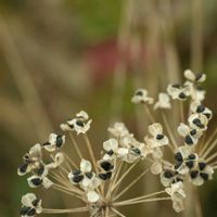 ニラ,ニラ,花散歩,花のある暮らし,花いろいろの画像