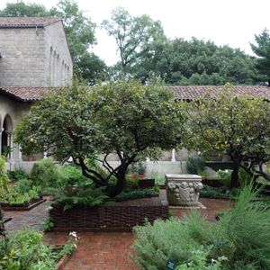 ハーブ,鉢植え,ハーブ園,庭園,緑のある暮らしの画像