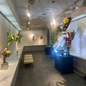 流木,インテリアグリーン,大型観葉植物,流木アレンジ, コウモリラン の画像