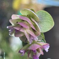 オレガノ ケントビューティー,鉢植え,花のある暮らし,素敵,花びらの魅力✨の画像