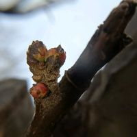 カリン,冬芽と葉痕,冬芽葉痕クイズだよ！,冬芽葉痕クイズだよ！,落葉高木の画像