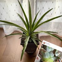 パイナップル,観葉植物,花のある暮らし,植物だいすき,リボベジの画像