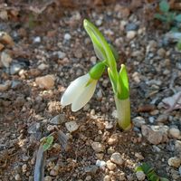 スノードロップ,ビーダンス,お花が好き♡,小さな庭の画像