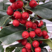 セイヨウヒイラギ,クリスマスホーリー,クリスマスホーリー,鉢植え,花壇の画像